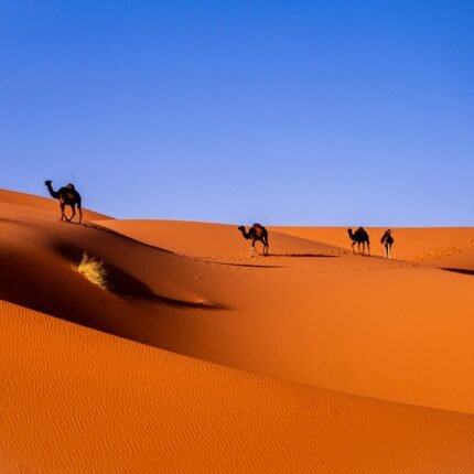 Camel trekking experience in Sahara Desert Morocco