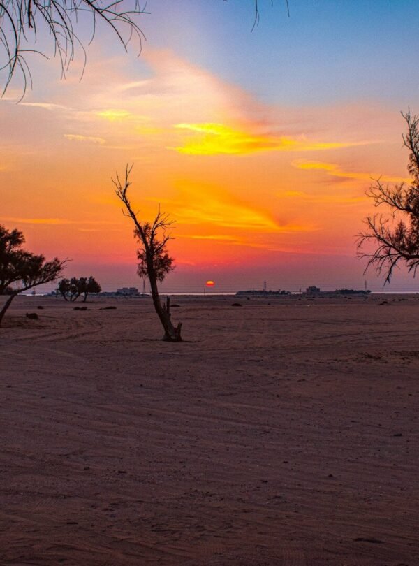 a group of trees in a field