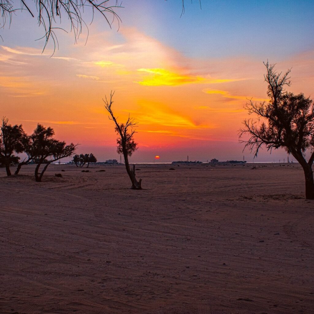 a group of trees in a field