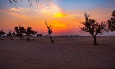 a group of trees in a field