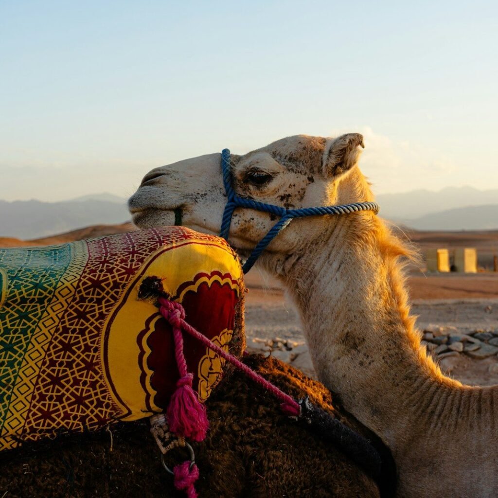 a close up of a camel with a saddle on its back
