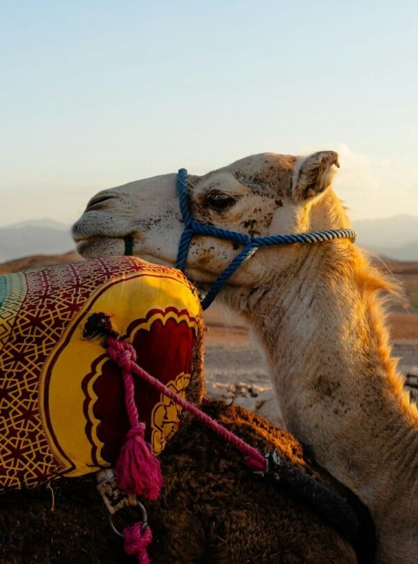 a close up of a camel with a saddle on its back