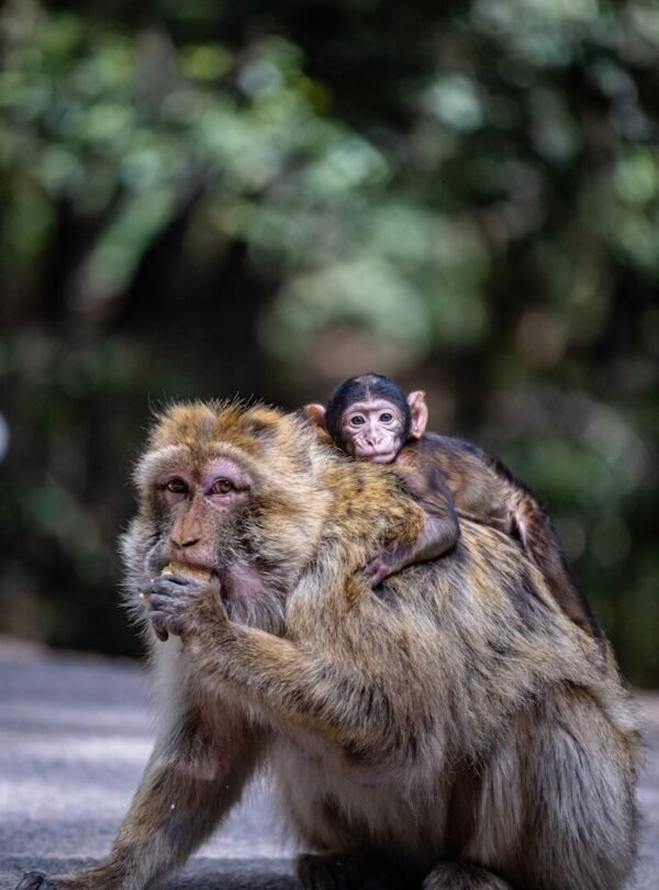 a monkey sitting on top of a monkey on its back