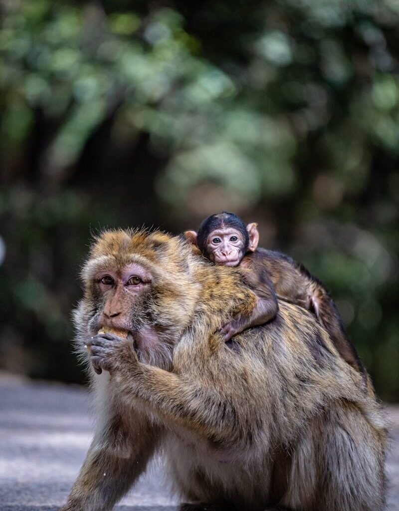a monkey sitting on top of a monkey on its back