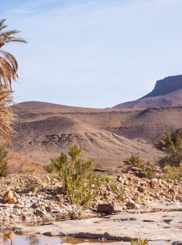green cacti on dessert during daytime