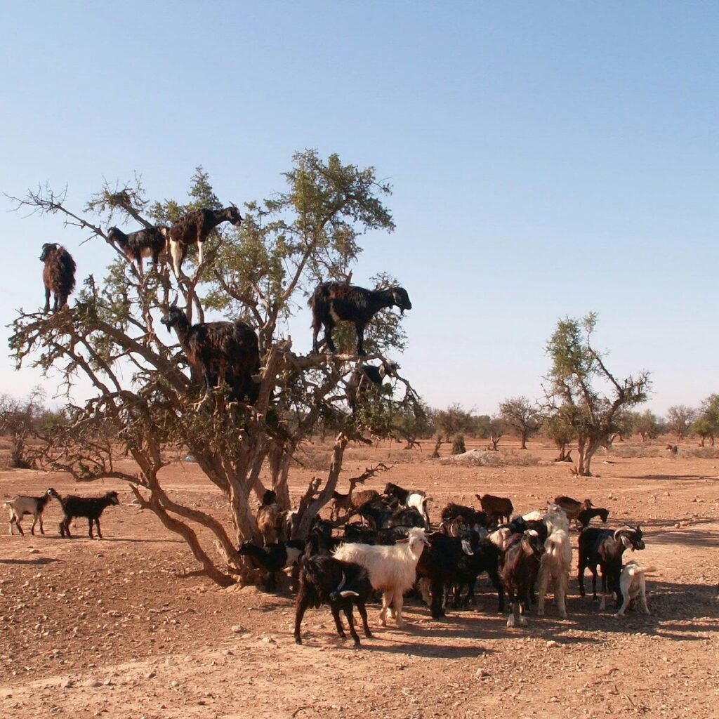 herd of sheep on brown field during daytime